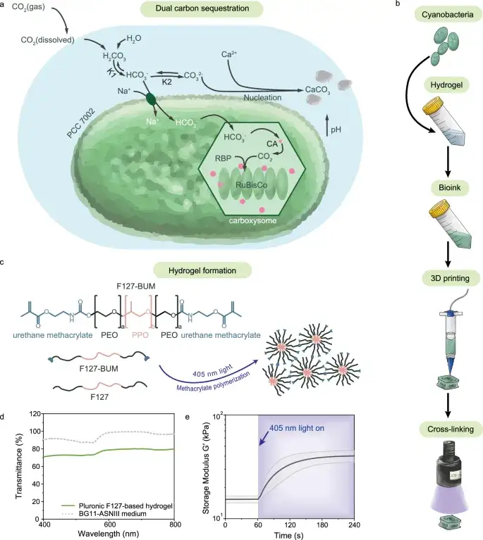 Bacteria Gel Captures CO₂ While Growing Stronger (2025)