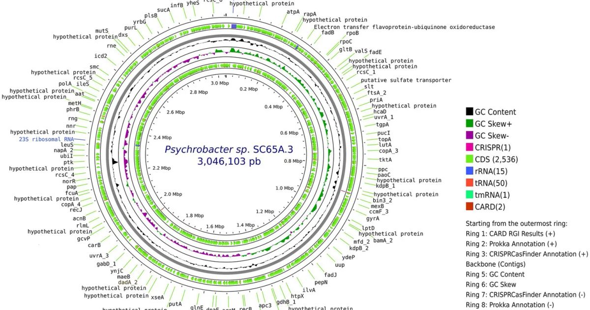 5,000-Year-Old Bacterium Resists 10 Antibiotics