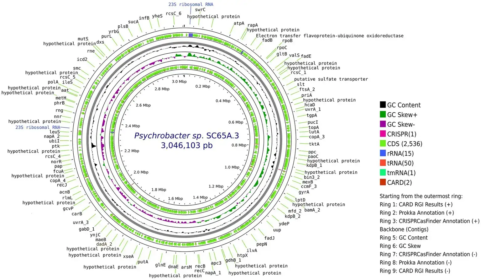 A Bacterium Frozen for 5,000 Years Is Resistant to 10 Antibiotics — and May Help Discover New Ones