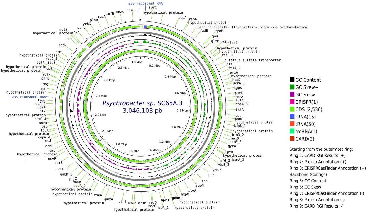 Бактерия из 5000-летнего льда устойчива к 10 антибиотикам — и может подсказать новые