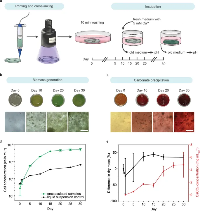 Двойная секвестрация углерода в фотосинтетических живых материалах