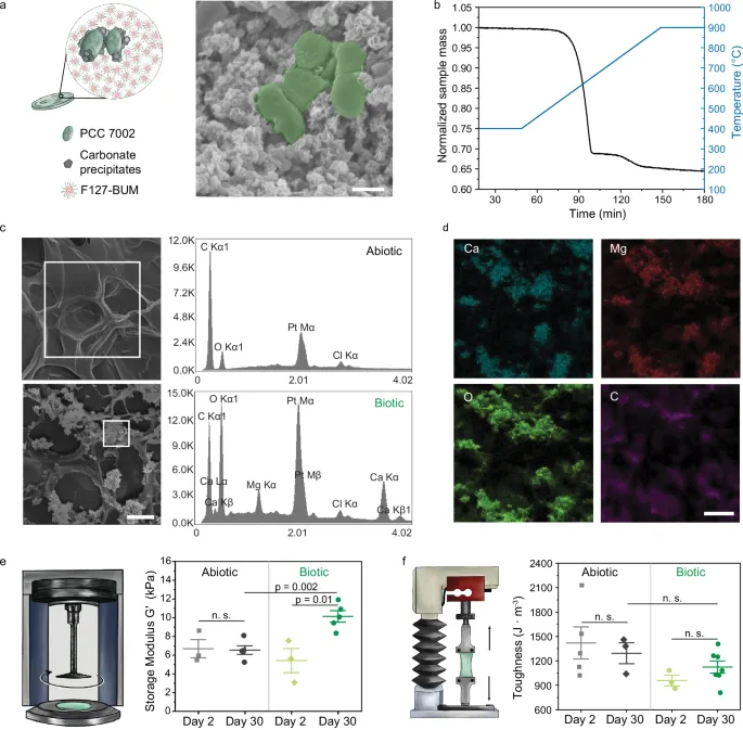 Формирование карбонатов внутри фотосинтетических живых материалов