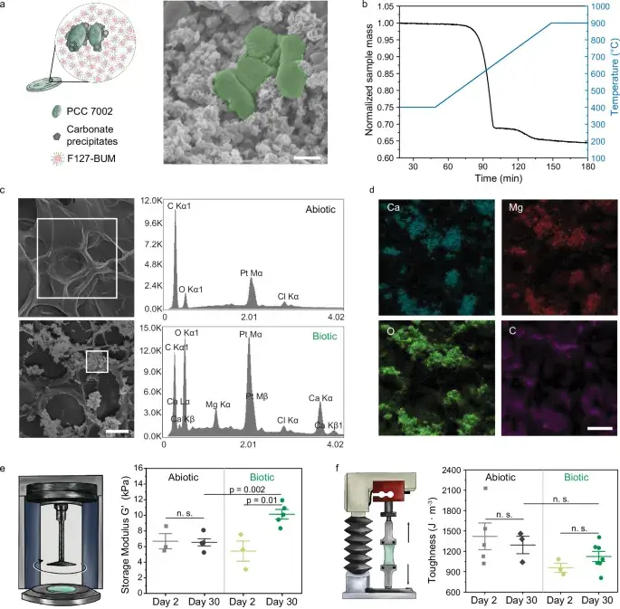 Формирование карбонатов внутри фотосинтетических живых материалов