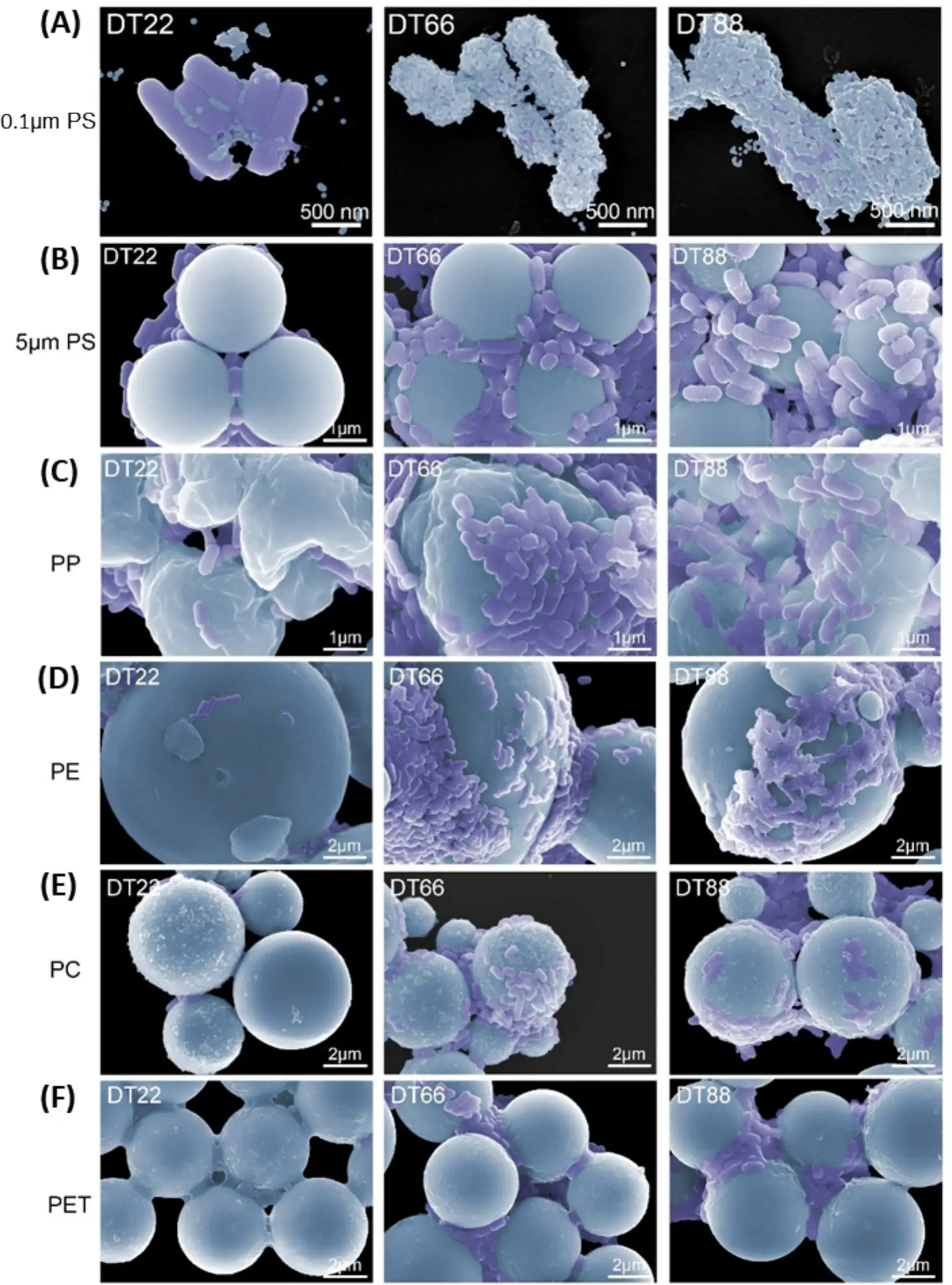 Probiotics That Flush Microplastics: 784 Strains