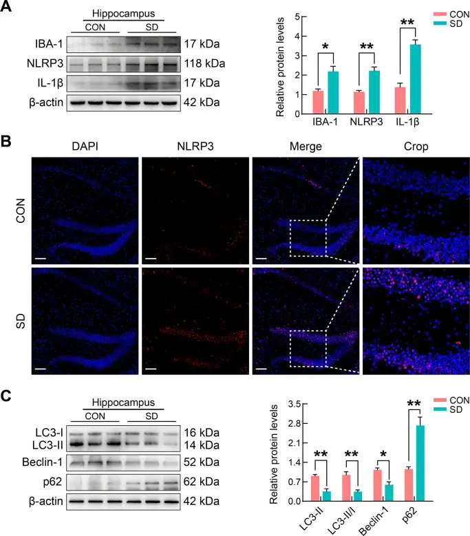 Chronic sleep deprivation activates NLRP3 inflammasome and suppresses autophagy in mouse hippocampus