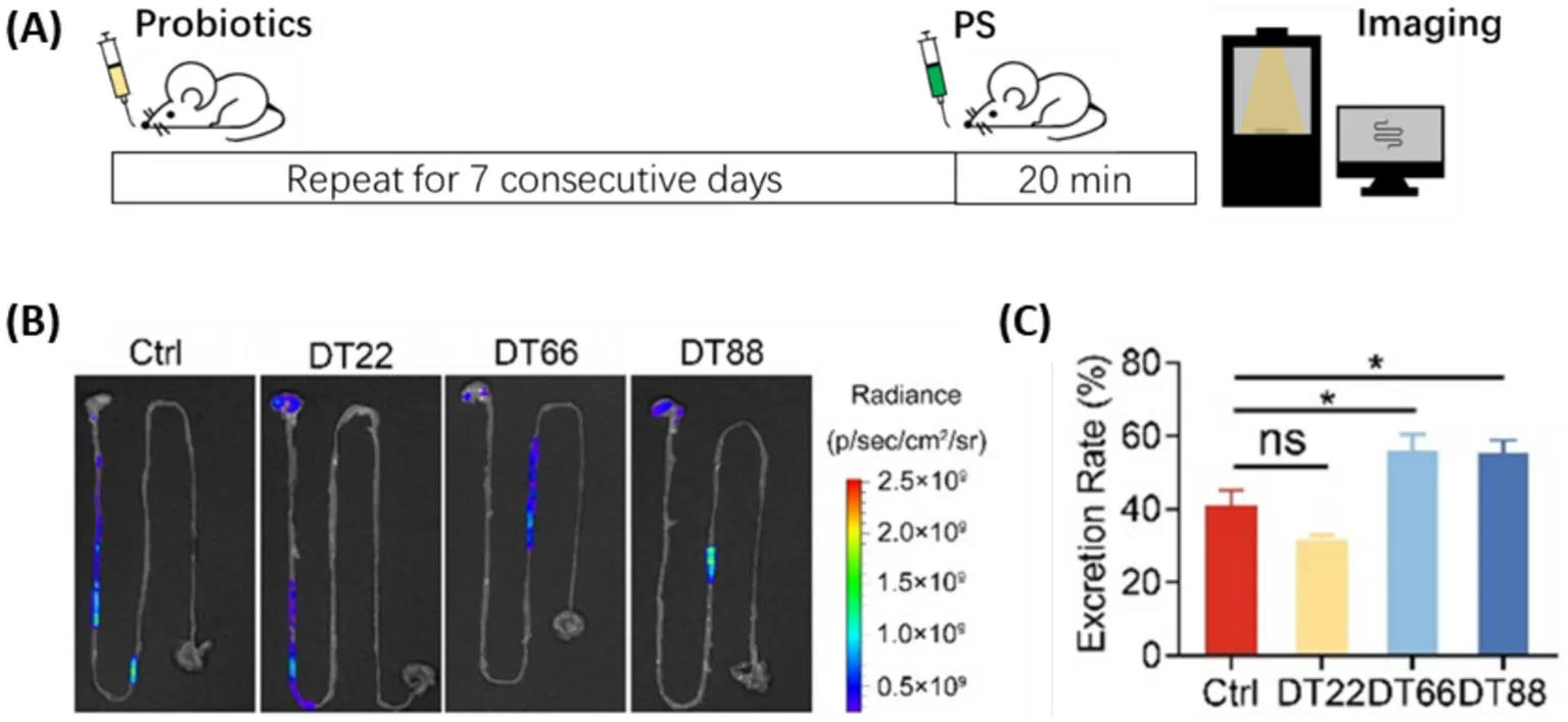 Mouse experiment: fluorescence imaging shows reduced polystyrene residue in probiotic-treated mice
