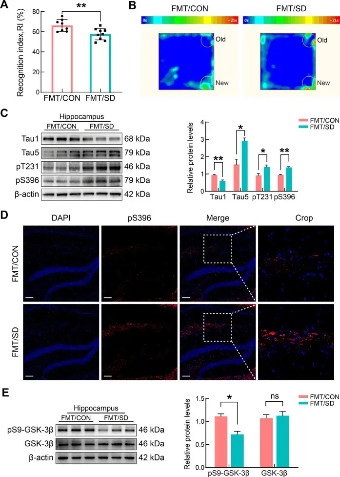 Fecal microbiota transplantation from sleep-deprived mice caused cognitive impairment and tau hyperphosphorylation in healthy recipients