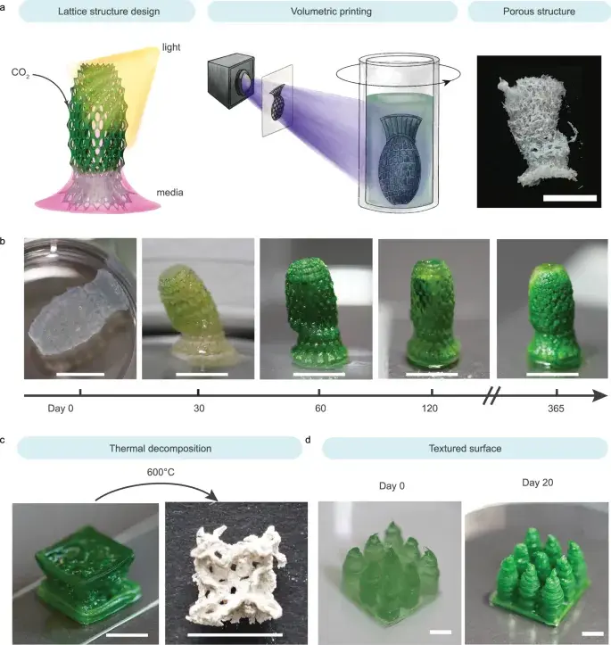 Цифровое производство фотосинтетических структур для двойной секвестрации углерода