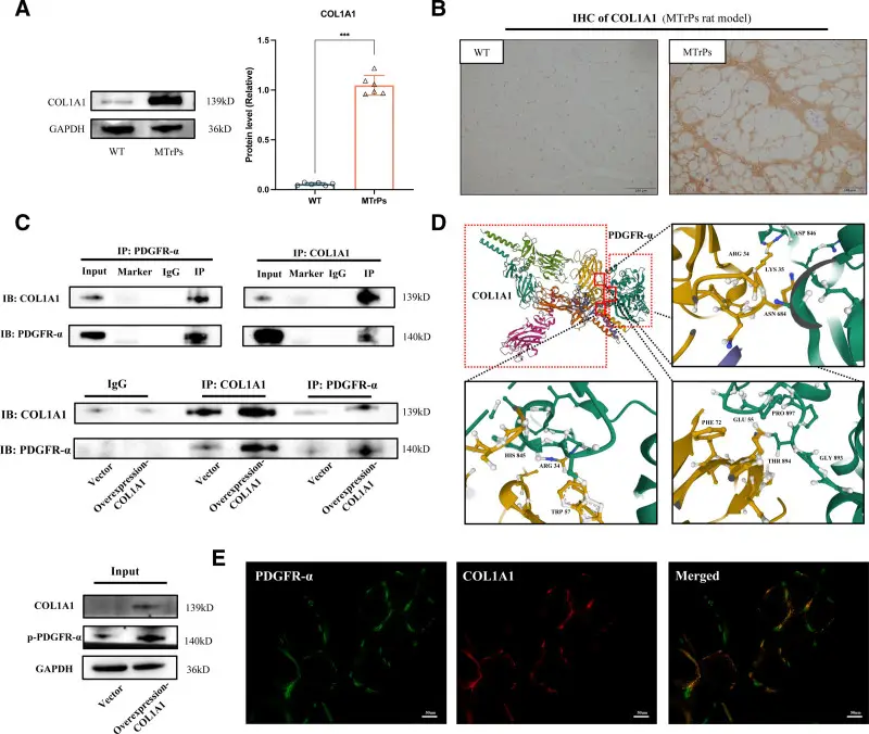 Molecular docking of COL1A1 and PDGFR-α: protein structures, amino acid binding sites, and immunofluorescent colocalization in muscle tissue