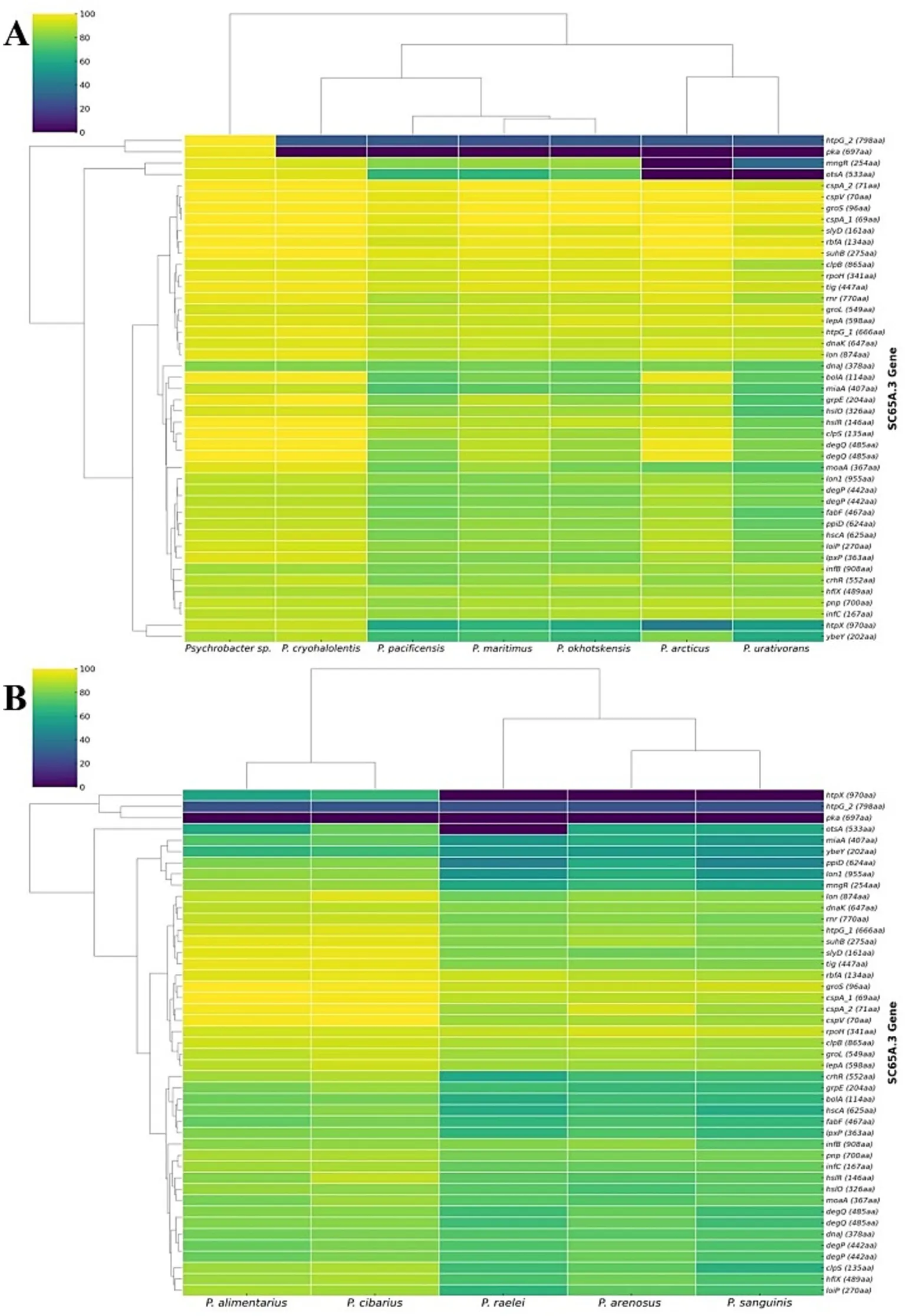 Антимикробная активность Psychrobacter SC65A.3 против ESKAPE-патогенов
