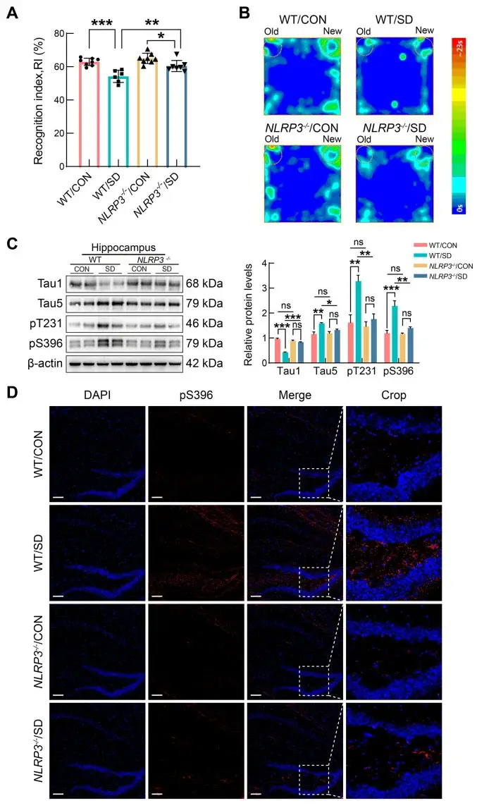 NLRP3 knockout mice are protected from sleep deprivation-induced cognitive deficits and tau pathology