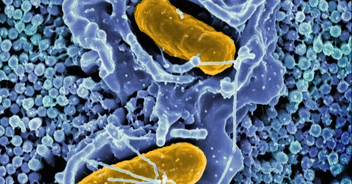 Bacteria That Eat Tumors: Cancer Therapy Breakthrough