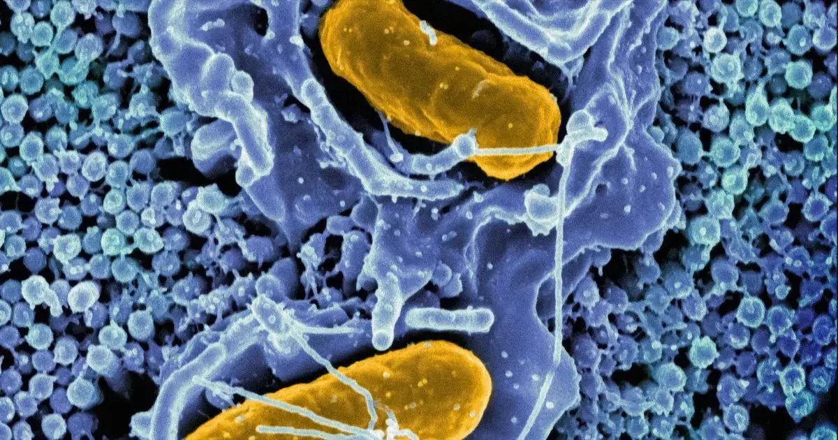 Bacteria That Eat Tumors: Cancer Therapy