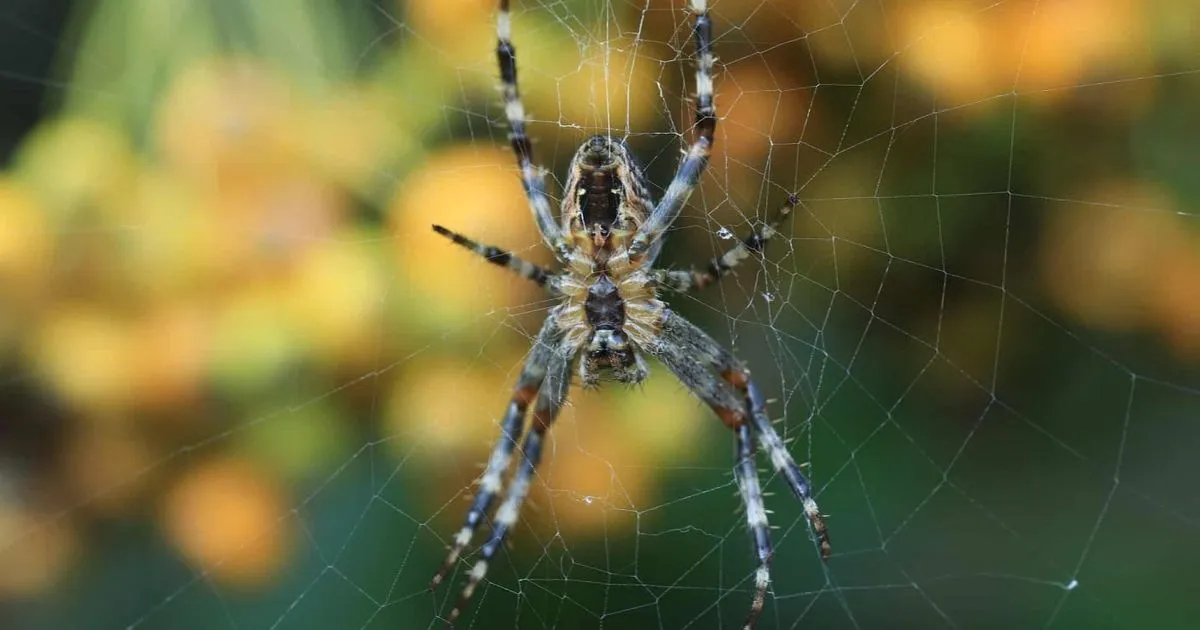 The Molecular Trigger: Unlocking the Secret of Spider Silk's Strength